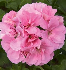 Esbenshades Greenhouses Pelargonium IVY Royal™ Light Pink 3.5in (Geranium)