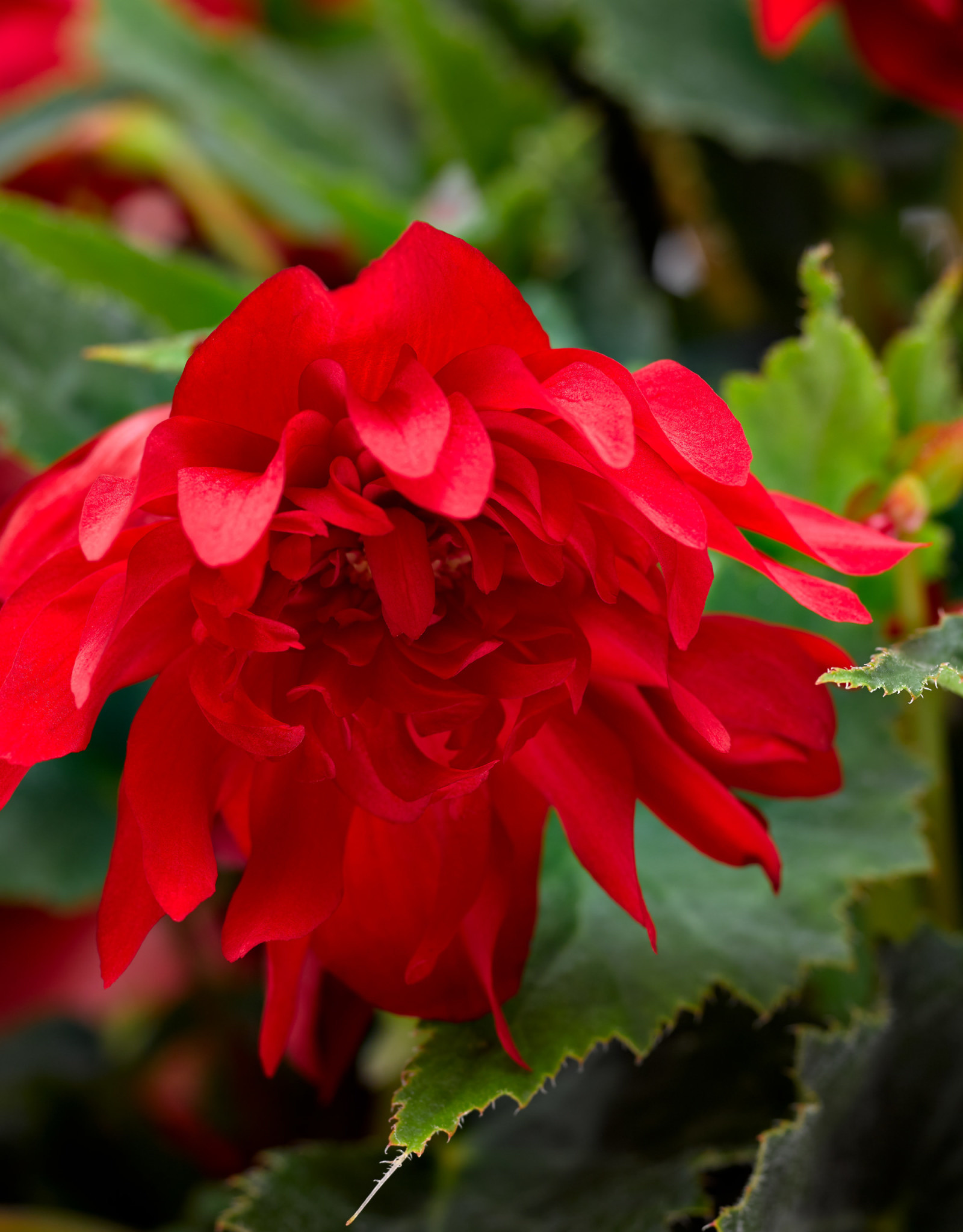 Begonia Grace™ Dark Red