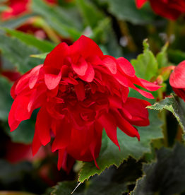 Begonia Grace™ Dark Red