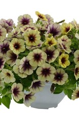 Petunia CASCADIAS™ AUTUMN MYSTERY  3.5 in