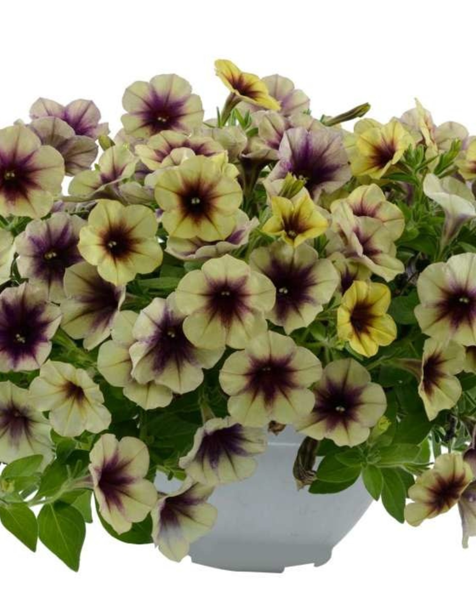 Petunia CASCADIAS™ AUTUMN MYSTERY  3.5 in