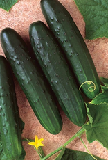 Territorial Seed Company CUCUMBER GENERAL LEE 1 gram