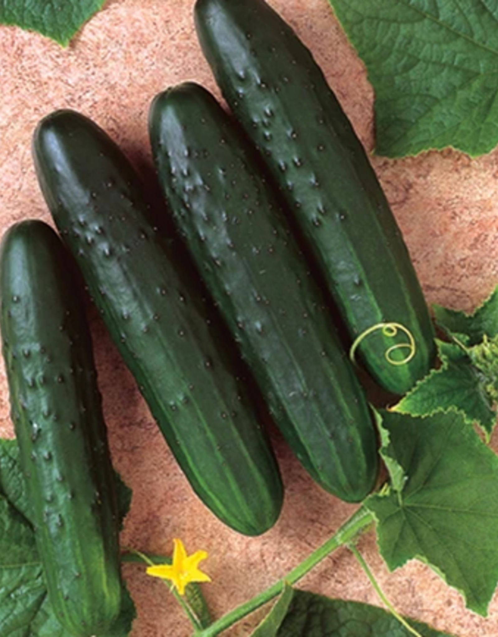 Territorial Seed Company CUCUMBER GENERAL LEE 1 gram