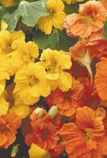 Territorial Seed Company NASTURTIUM JEWEL MIX 5 grams