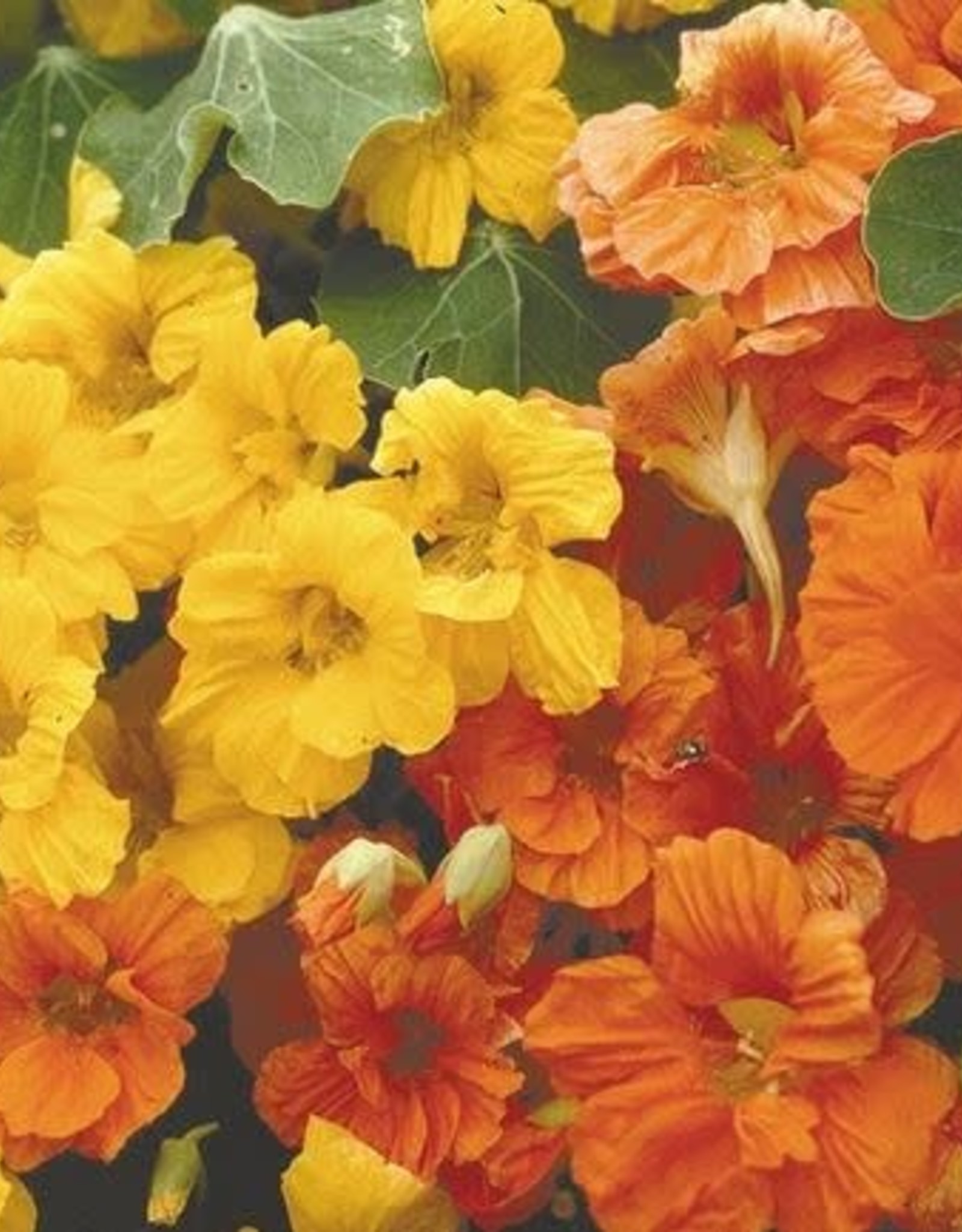 Territorial Seed Company NASTURTIUM JEWEL MIX 5 grams