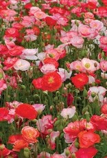 Territorial Seed Company POPPY FALLING IN LOVE 1/8 gram