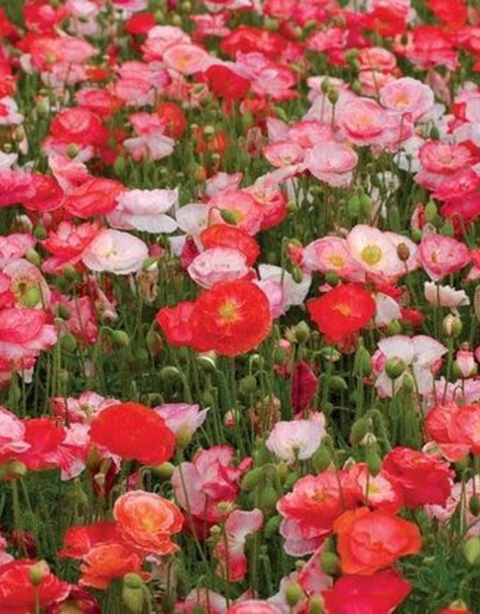 Territorial Seed Company POPPY FALLING IN LOVE 1/8 gram