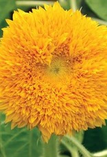Territorial Seed Company SUNFLOWER TEDDY BEAR 1 gram