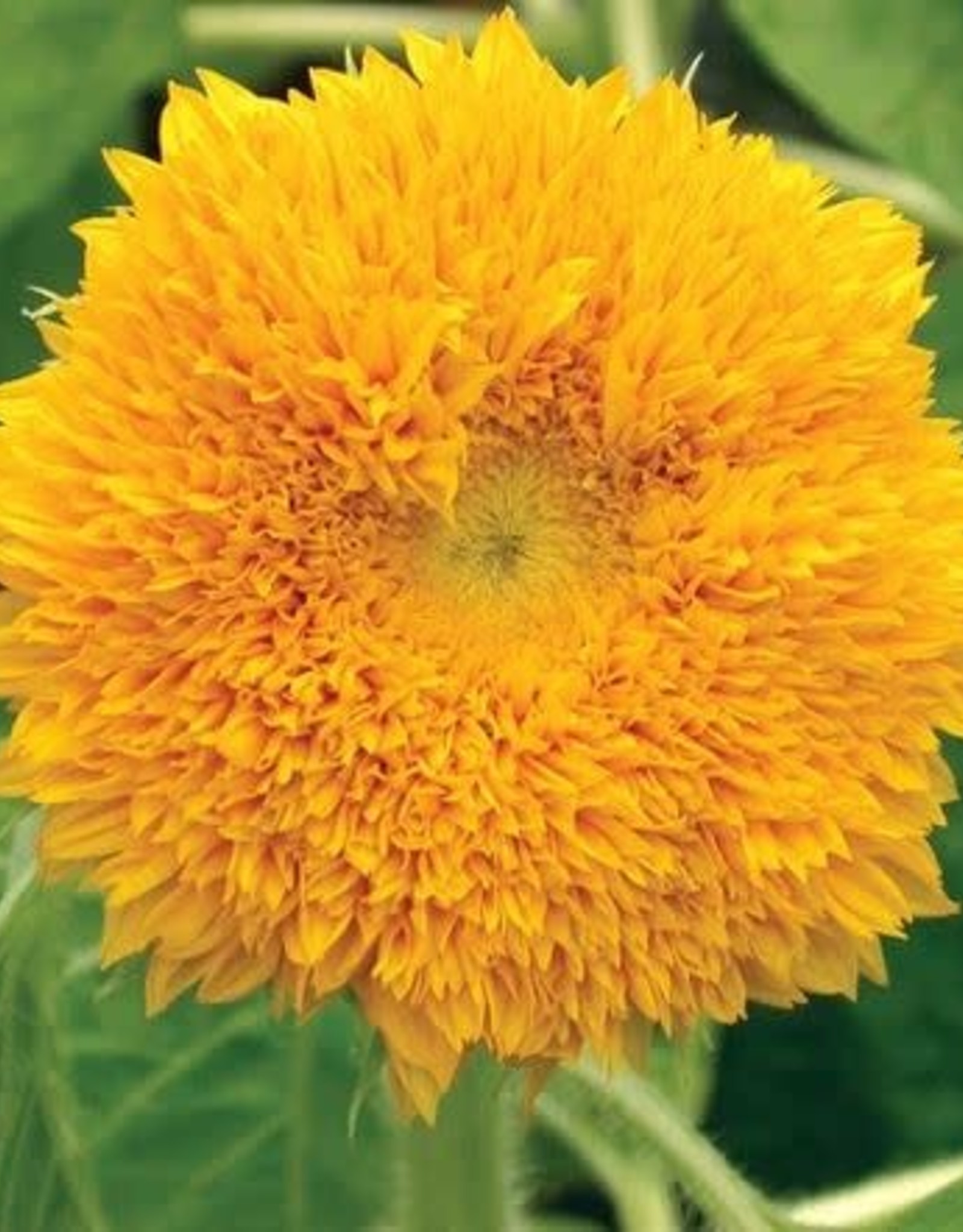 Territorial Seed Company SUNFLOWER TEDDY BEAR 1 gram