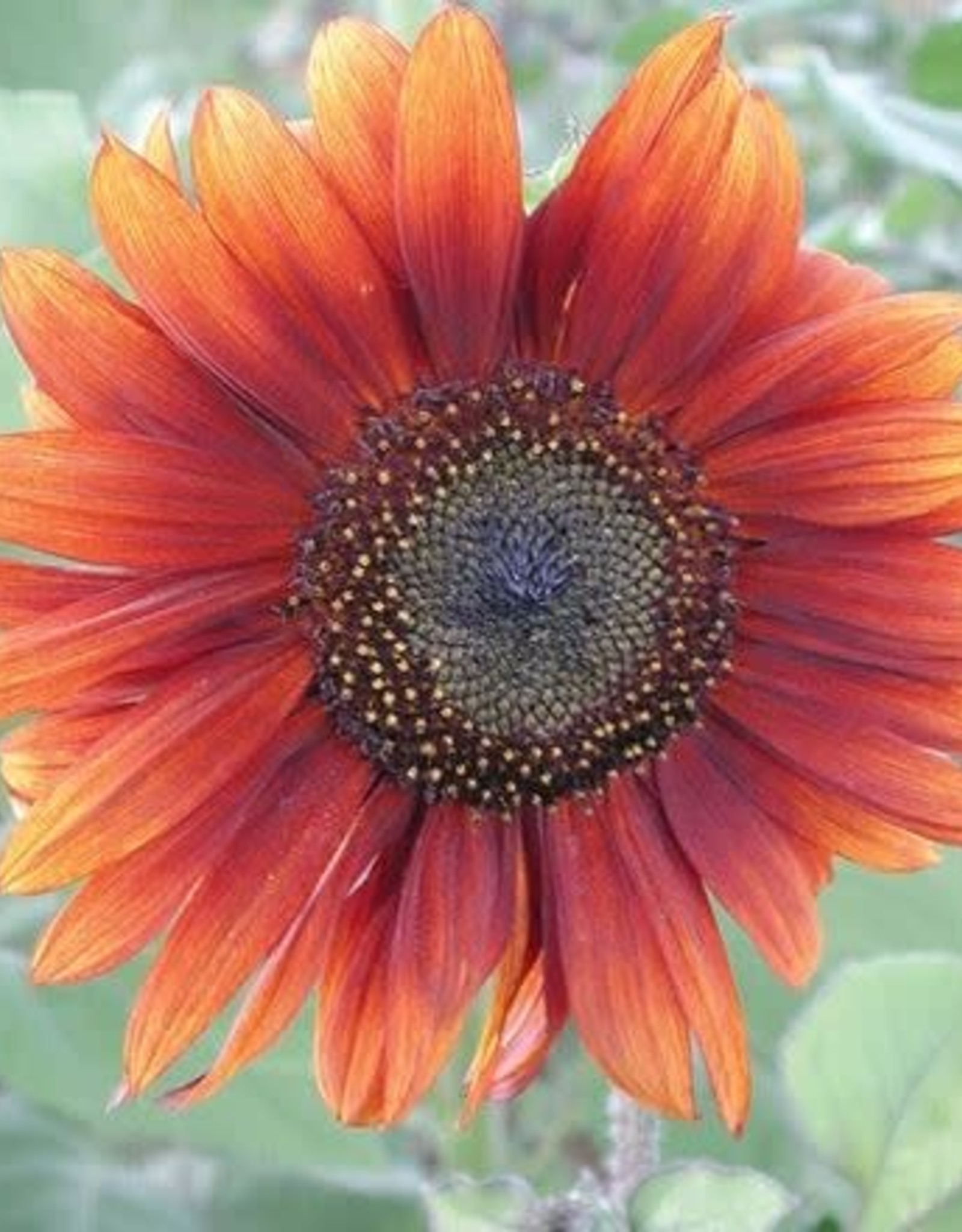 Territorial Seed Company SUNFLOWER RED SUN 1 gram