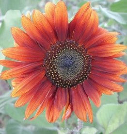 Territorial Seed Company SUNFLOWER RED SUN 1 gram