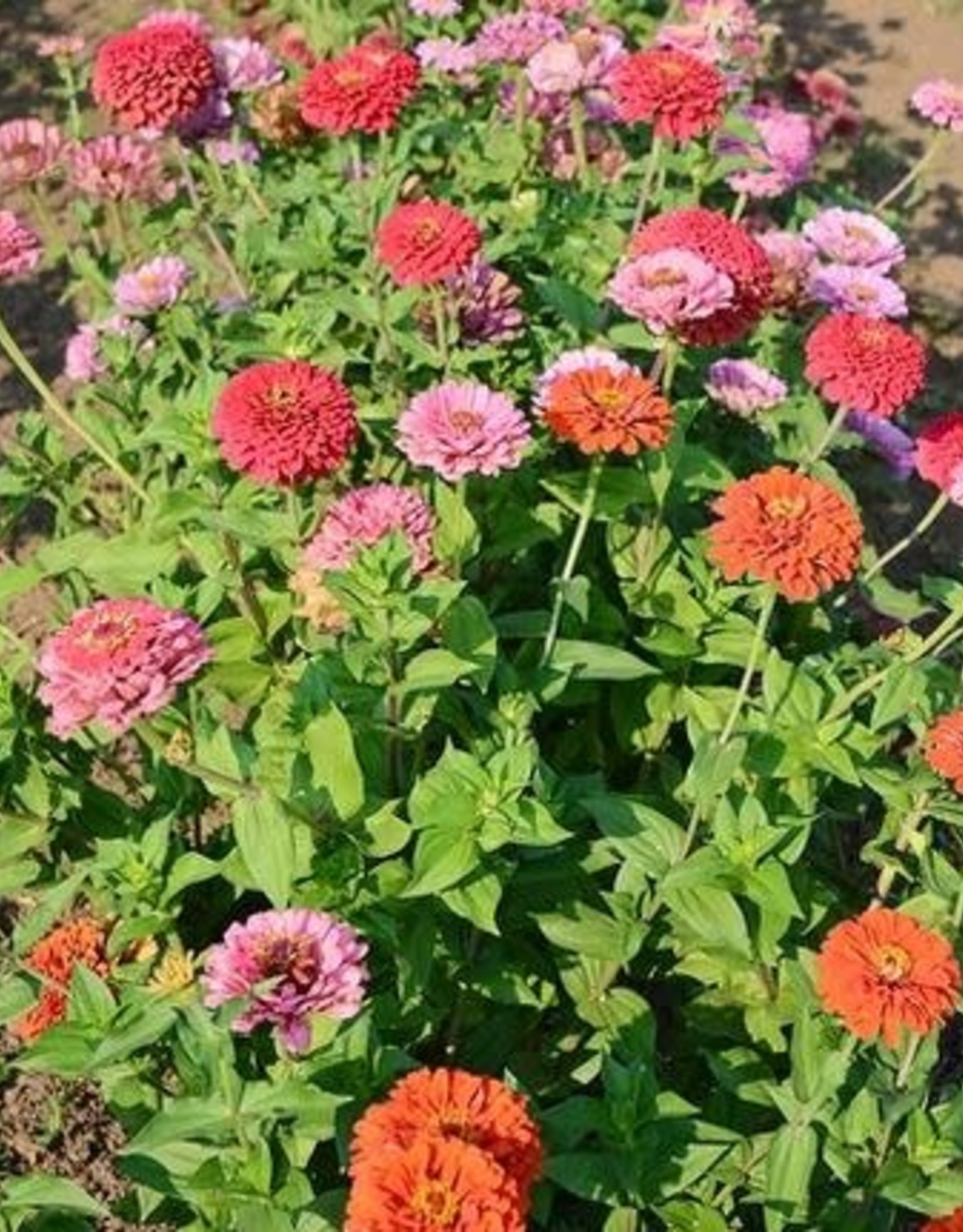 Territorial Seed Company ZINNIA CALIFORNIA GIANT MIX 1 gram