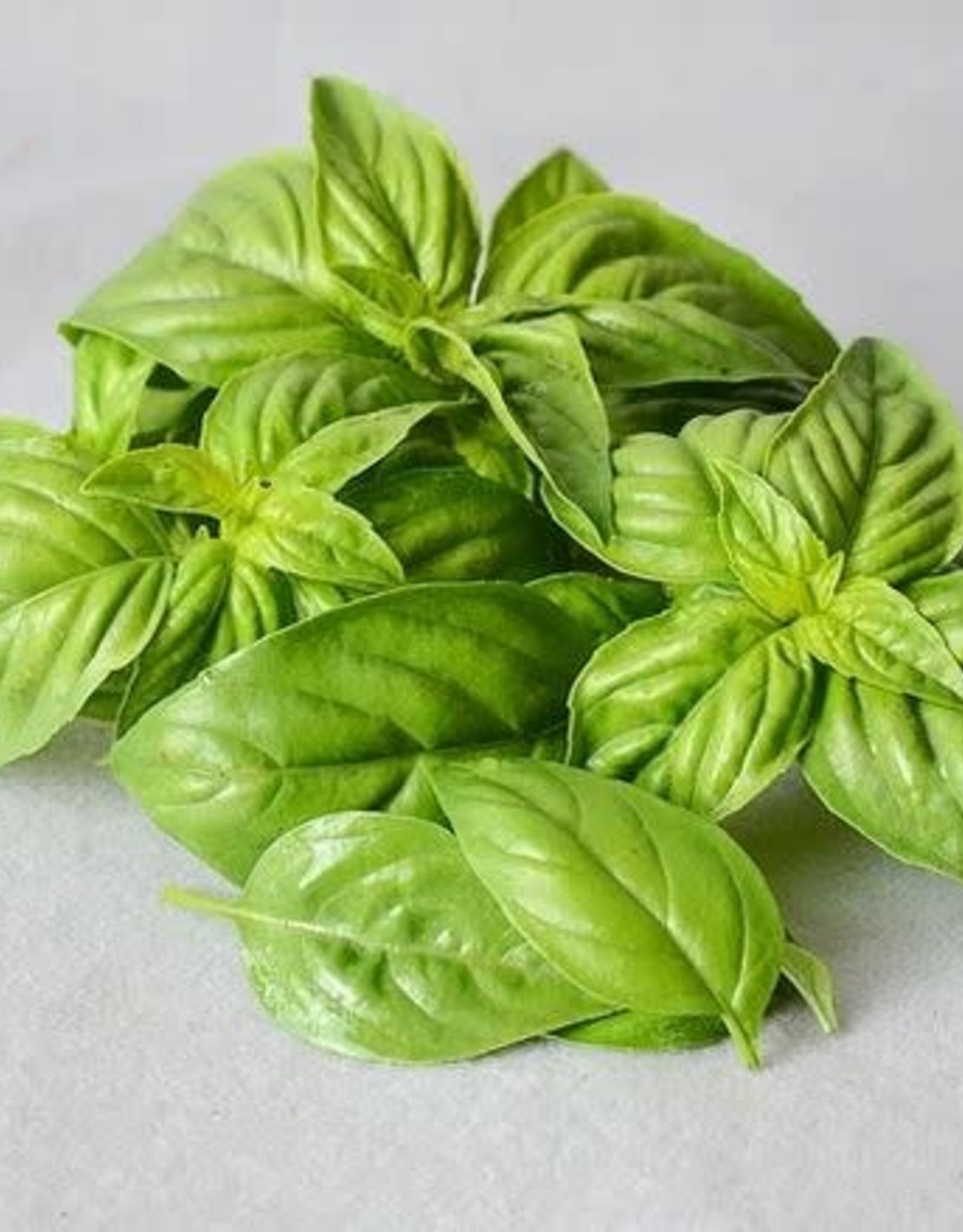 Territorial Seed Company BASIL SWEET BASIL 1/2 gram