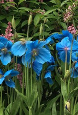 Meconopsis 'Lingholm' Himalayan Blue Poppy #1
