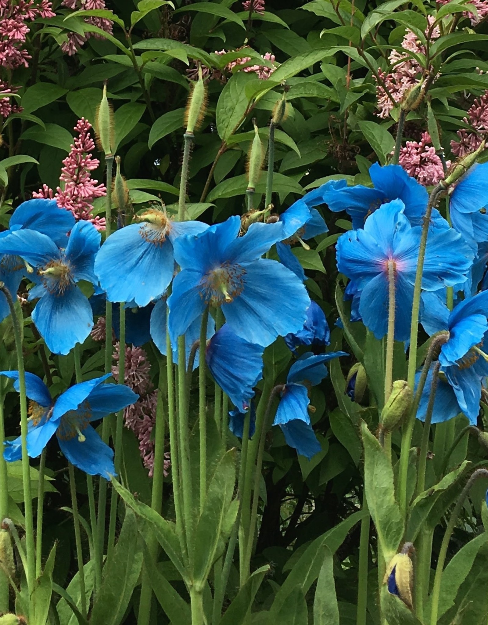 Meconopsis Lingholm Himalayan Blue Poppy #1