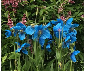 Meconopsis 'Lingholm' Himalayan Blue Poppy #1 - Wagon Wheel