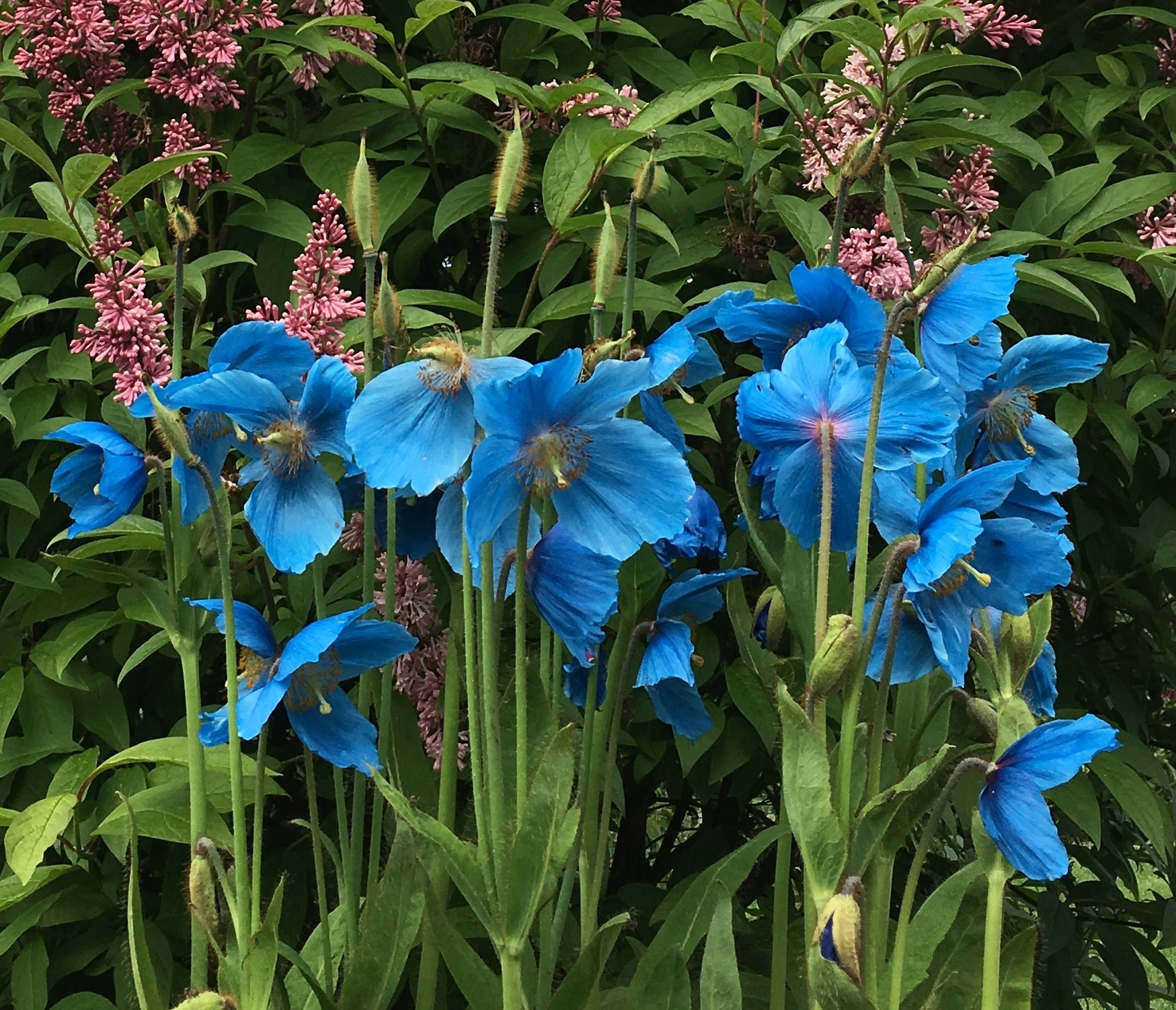 Meconopsis 'Lingholm' Himalayan Blue Poppy #1 - Wagon Wheel