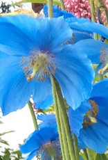 Meconopsis betonicifolia, Himalayan Blue Poppy #1