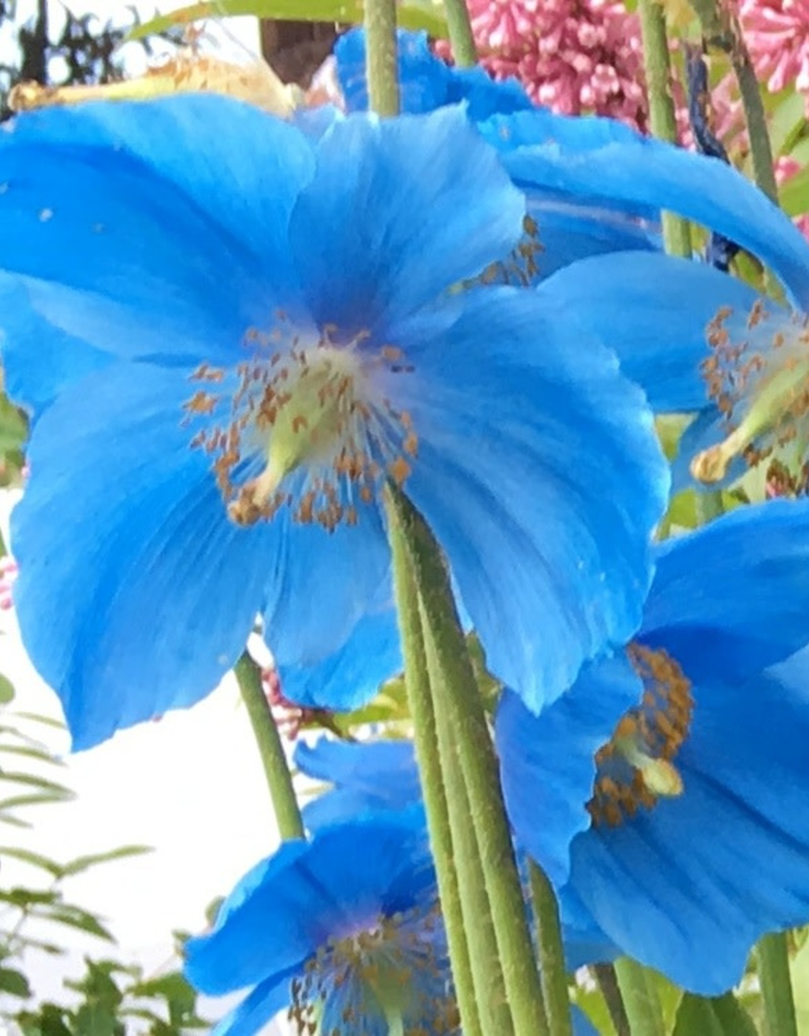 Meconopsis betonicifolia, Himalayan Blue Poppy #1