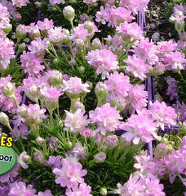 Gulley Greenhouse Armeria m. Victor Reiter 3.5 in - Dwarf Sea Thrift