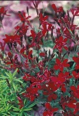 Gulley Greenhouse Dianthus ‘Confetti Deep Red’ 3.5 in