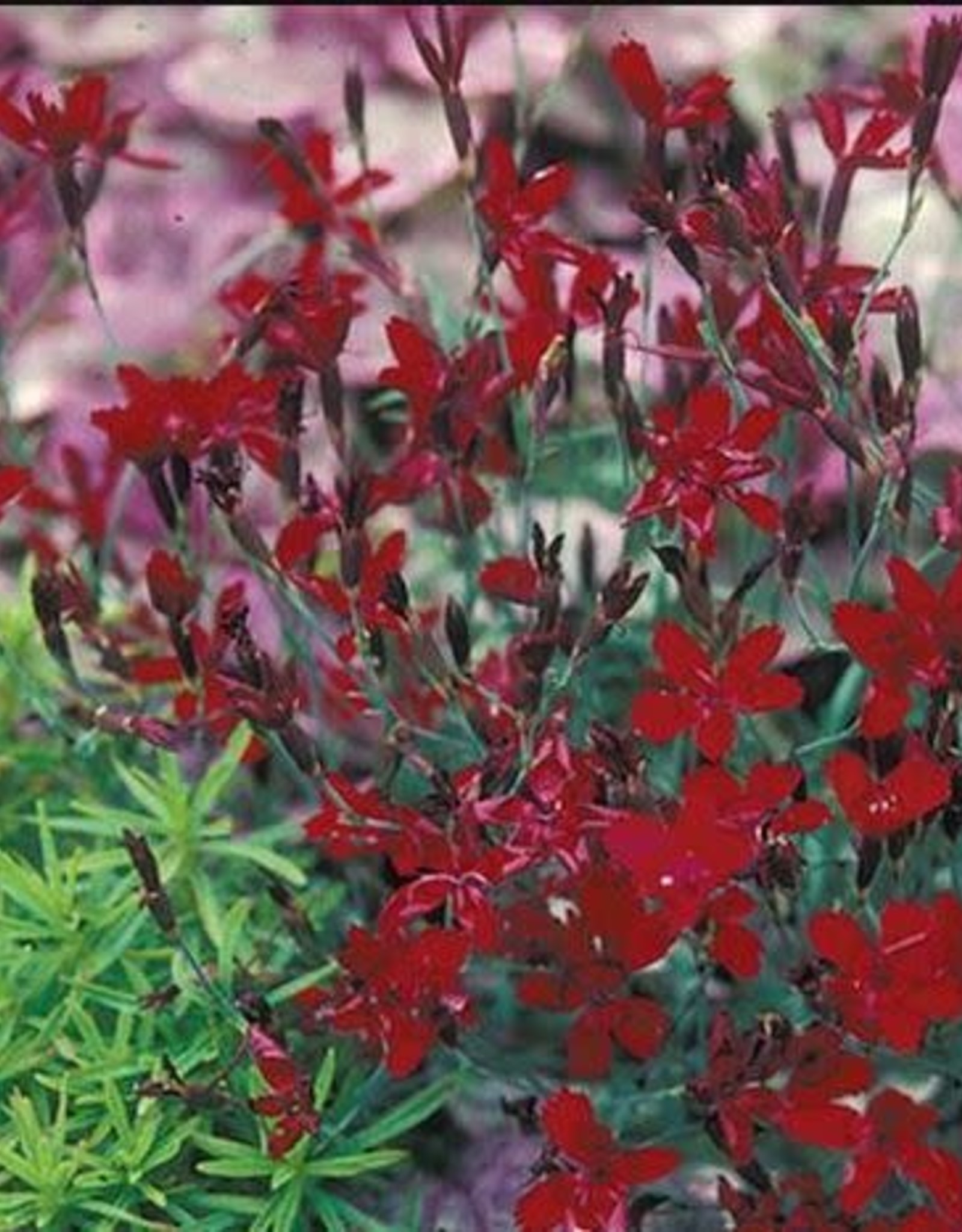 Gulley Greenhouse Dianthus ‘Confetti Deep Red’ 3.5 in
