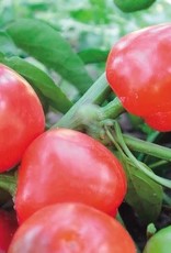 Territorial Seed Company PEPPER MINI BELL COLOR MIX 1 gram