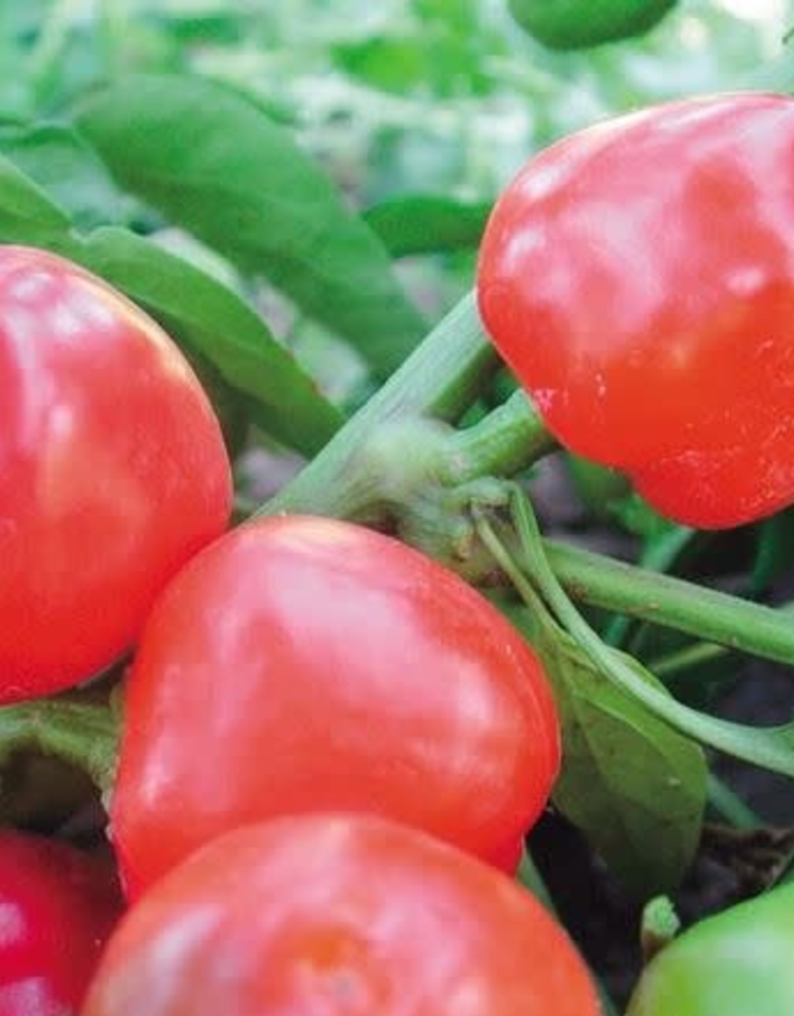 Territorial Seed Company PEPPER MINI BELL COLOR MIX 1 gram
