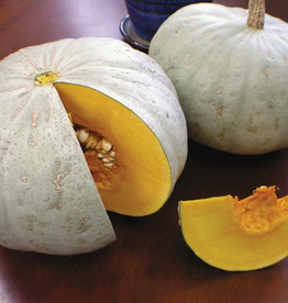 Territorial Seed Company SQUASH WINTER SWEET MEAT 7 grams