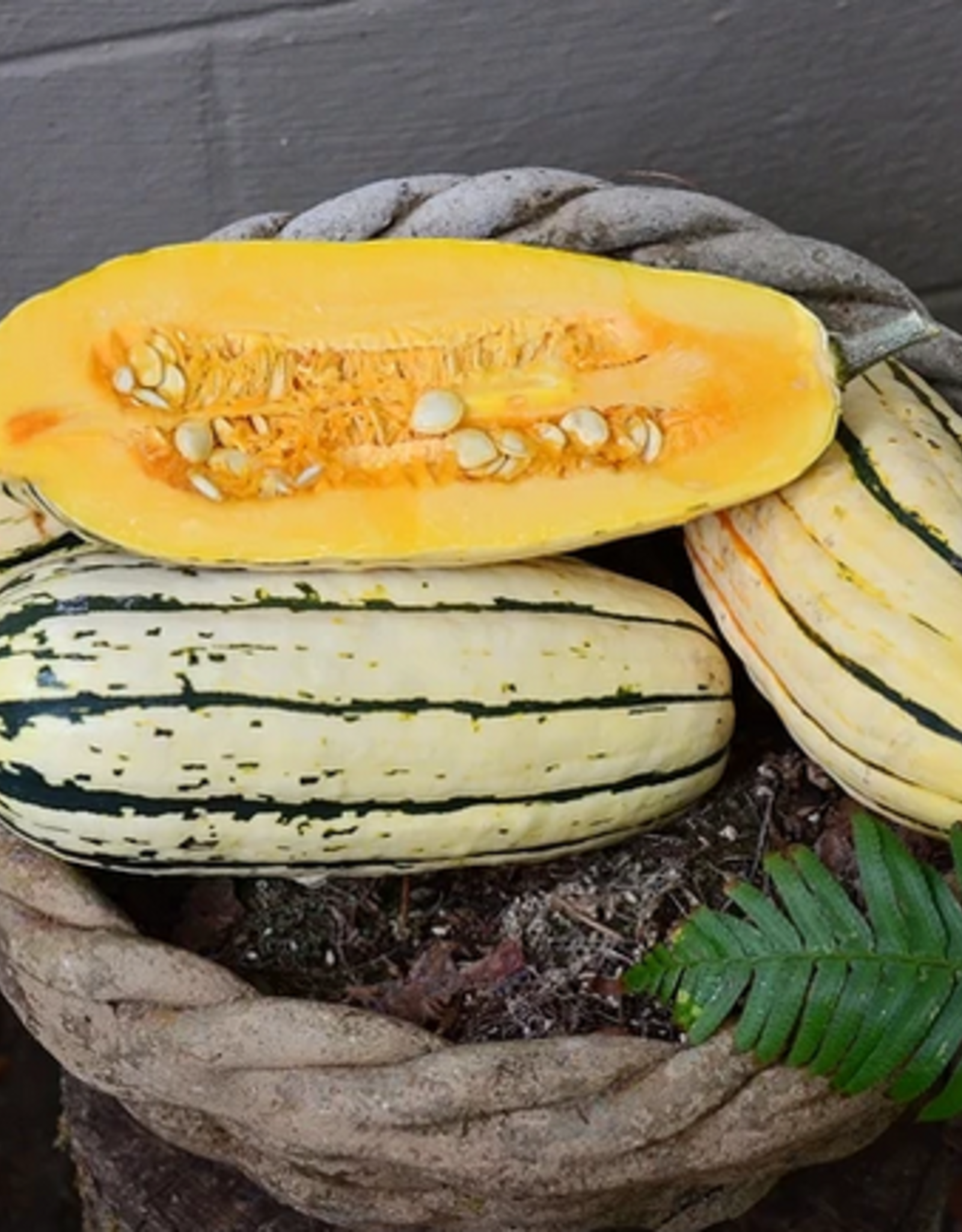 Territorial Seed Company SQUASH WINTER BUSH DELICATA 3 grams