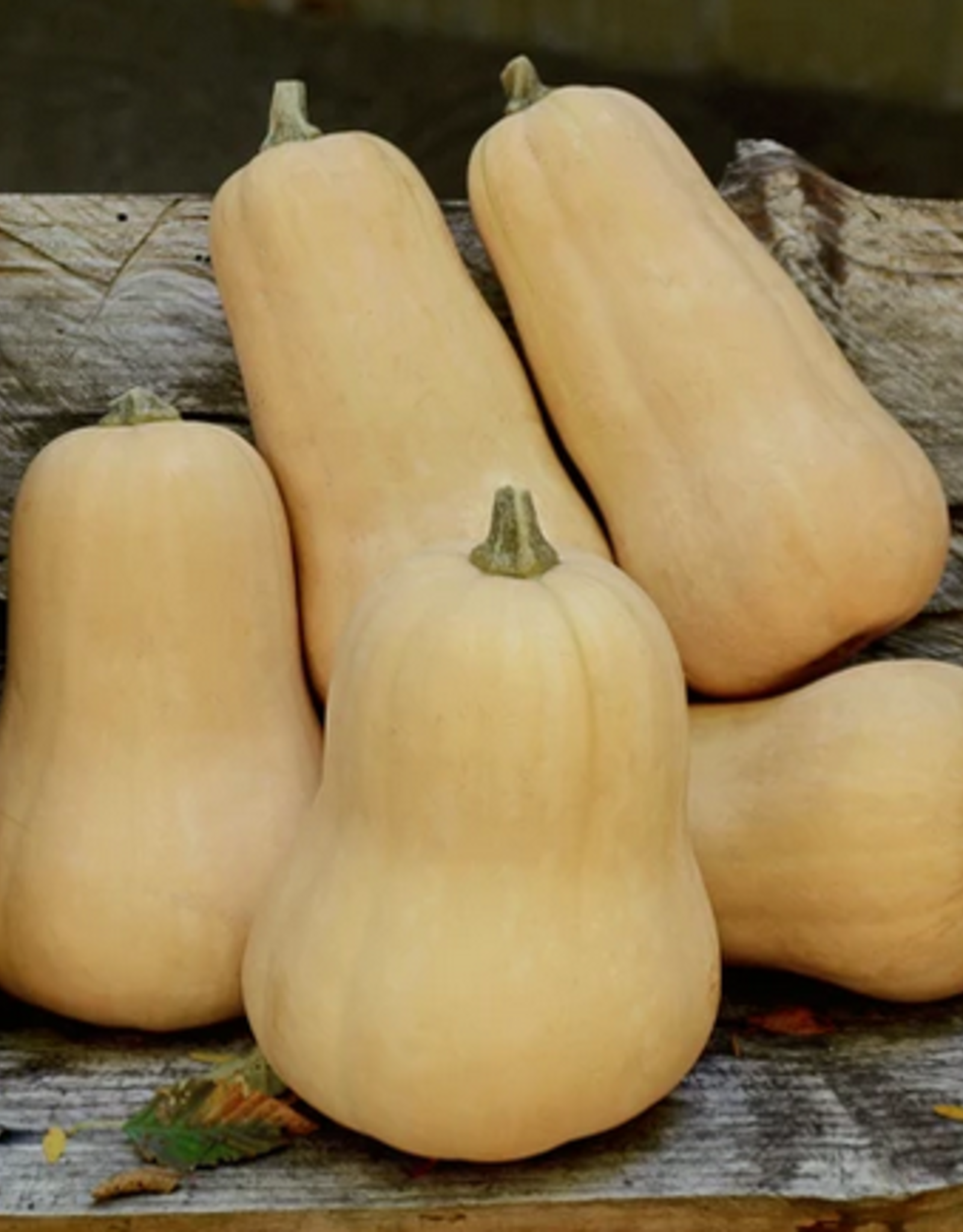 Territorial Seed Company SQUASH WINTER WALTHAM BUTTERNUT 3 grams