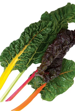 Territorial Seed Company SWISS CHARD BRIGHT LIGHTS 3 grams