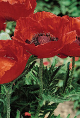 Gulley Greenhouse Papaver o. 'Beauty of Livermere' 3.5  GG Oriental Poppy