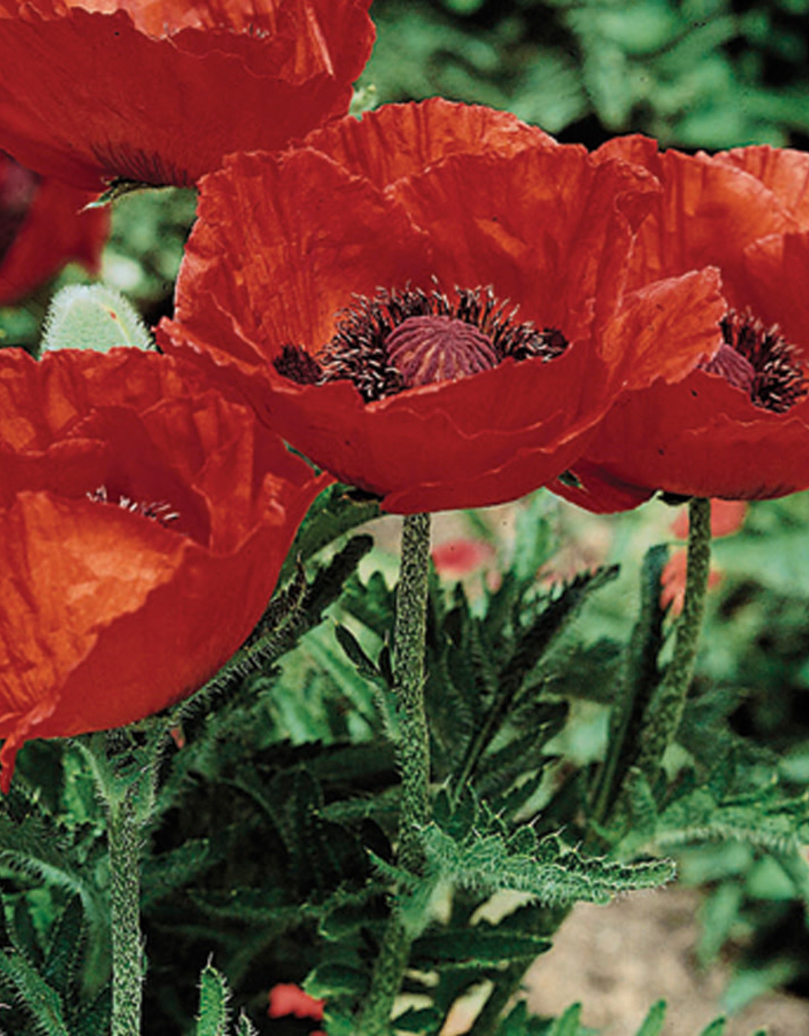 Gulley Greenhouse Papaver o. 'Beauty of Livermere' 3.5  GG Oriental Poppy