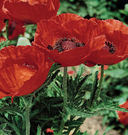 Gulley Greenhouse Papaver o. 'Beauty of Livermere' 3.5  GG Oriental Poppy