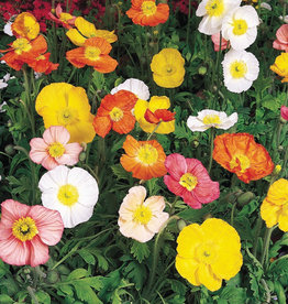 Gulley Greenhouse Papaver nudicaule 'Champagne Bubbles' 3.5 Iceland Poppy