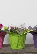 Mainland Saintpaulia African violet Large Assorted 4in MF