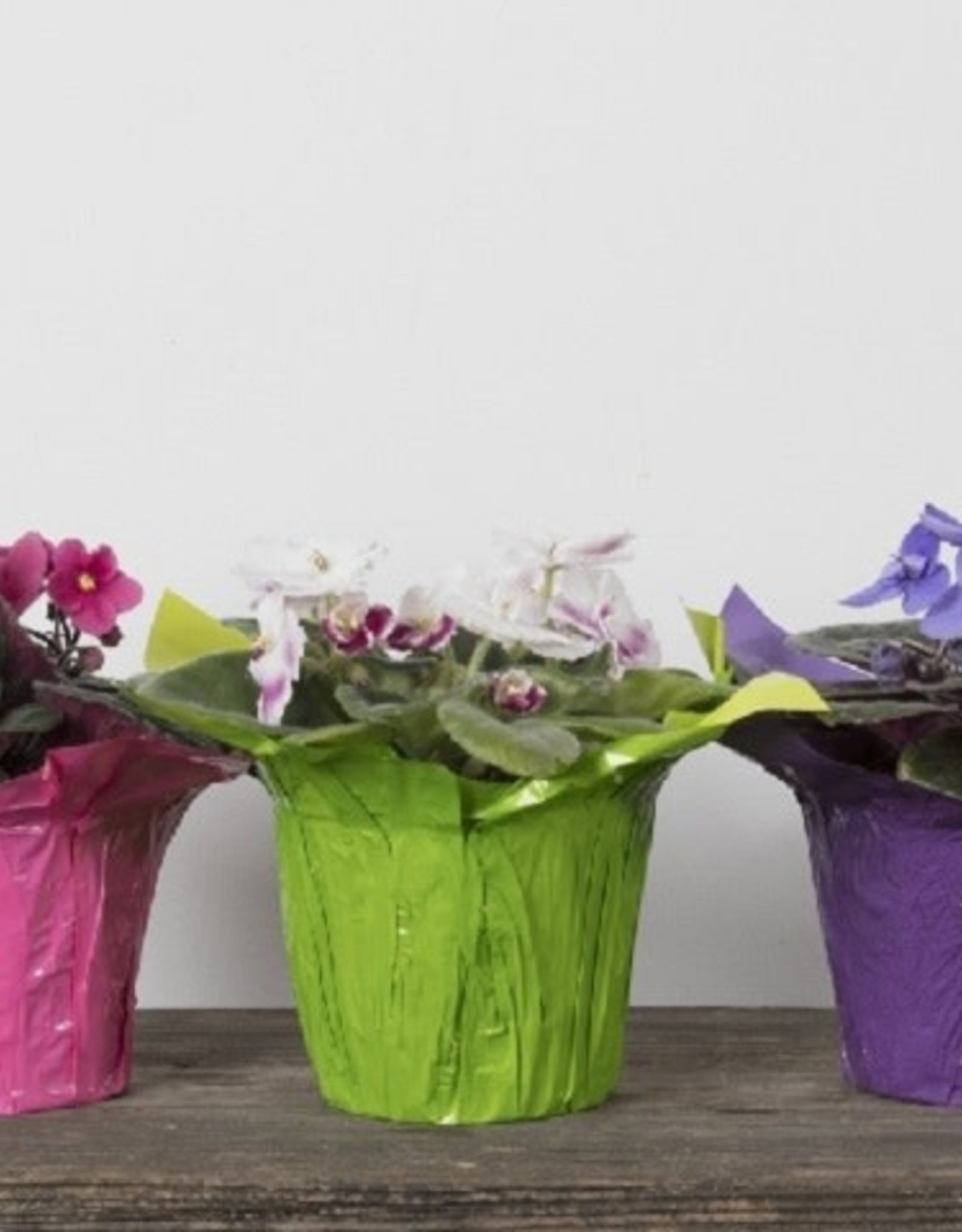 Mainland Saintpaulia African violet Large Assorted 4in MF