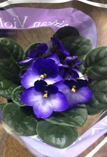 Mainland Saintpaulia African violet Large Assorted 4in MF
