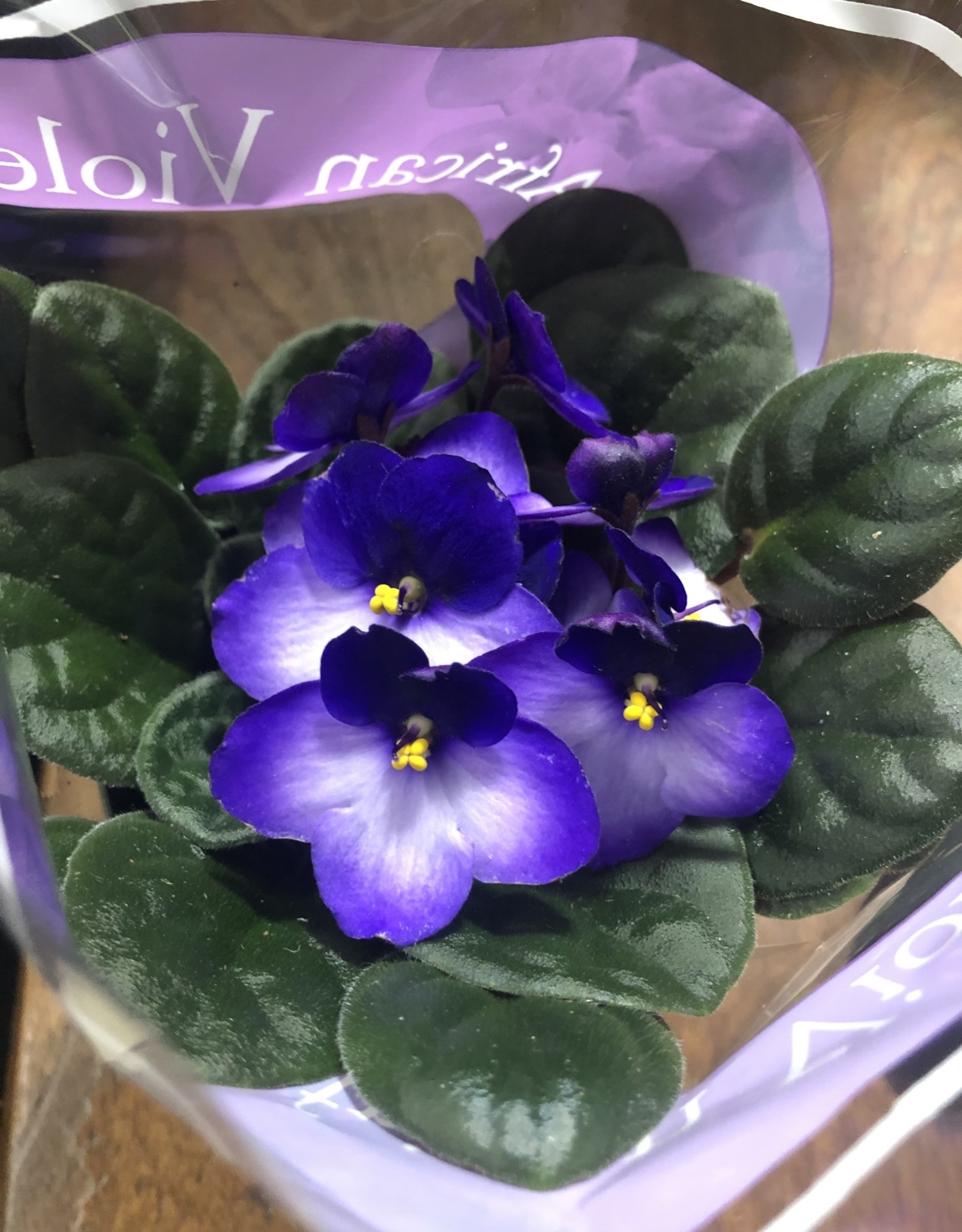 Mainland Saintpaulia African violet Large Assorted 4in MF