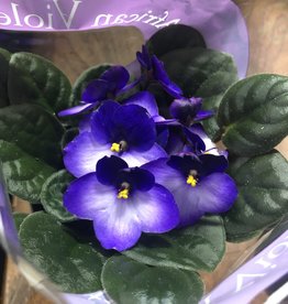 Mainland Saintpaulia African violet Large Assorted 4in MF