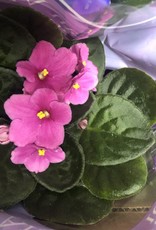 Mainland Saintpaulia African violet Large Assorted 4in MF