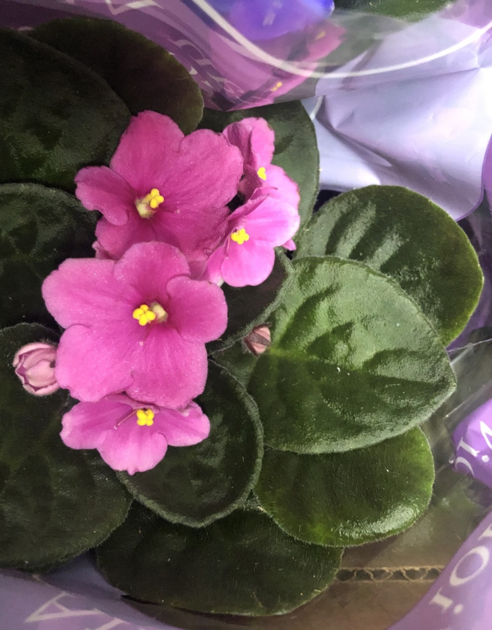 Mainland Saintpaulia African violet Large Assorted 4in MF