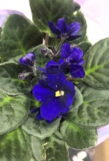 Mainland Saintpaulia African violet Large Assorted 4in MF