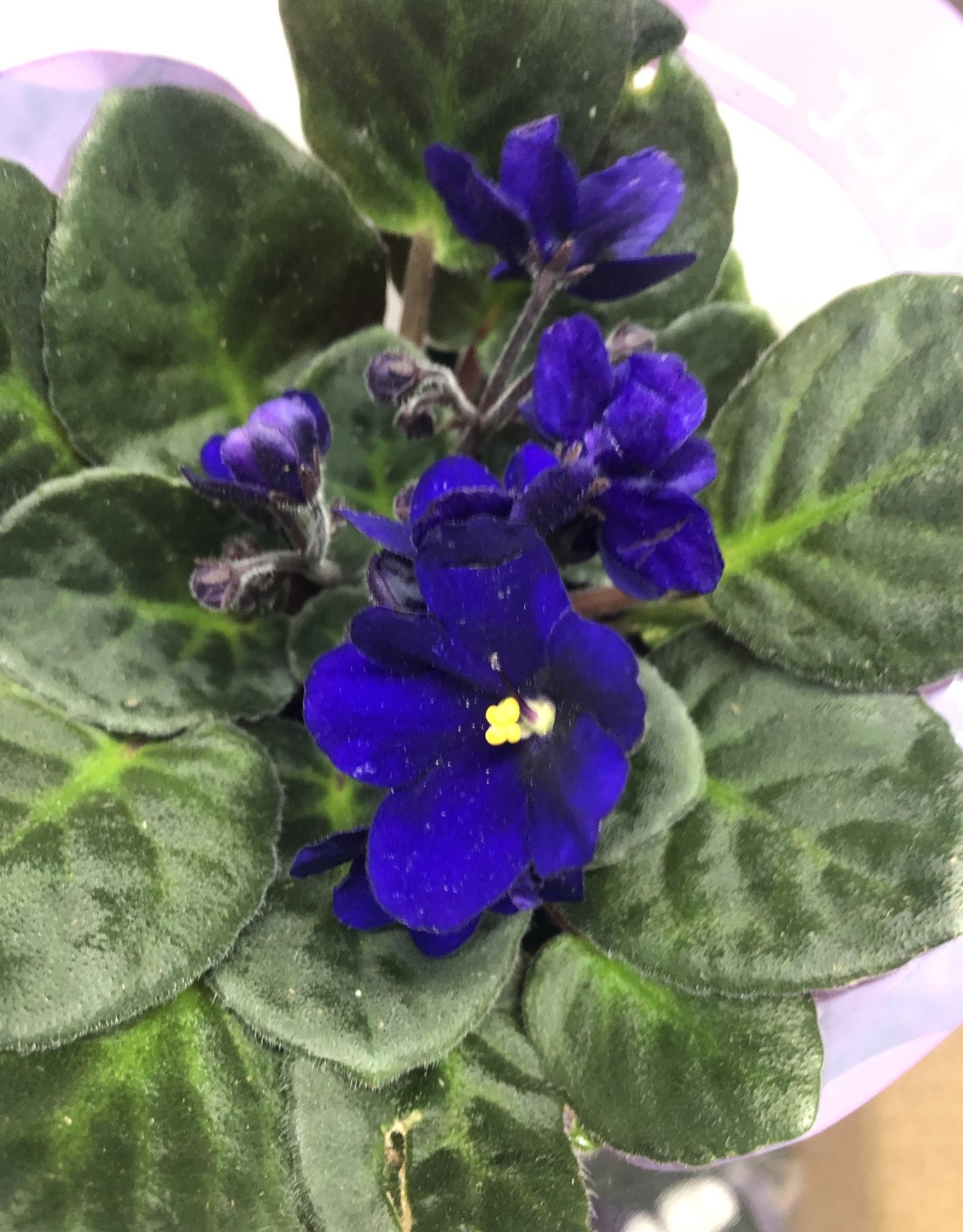 Mainland Saintpaulia African violet Large Assorted 4in MF