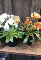 Lewisia in Color Assorted 4 inch- Mainland