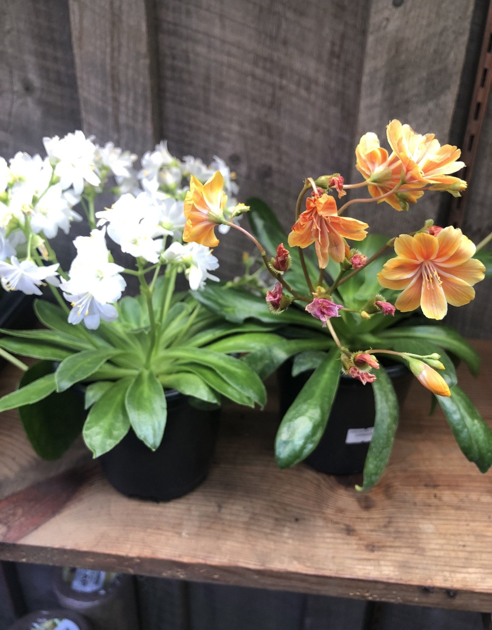Lewisia in Color Assorted 4 inch- Mainland