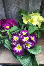 Mainland Primula, acaulis Assorted BBY 4" Primrose