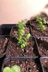 Mentha spicata -Spearmint 3.5in Mint plant