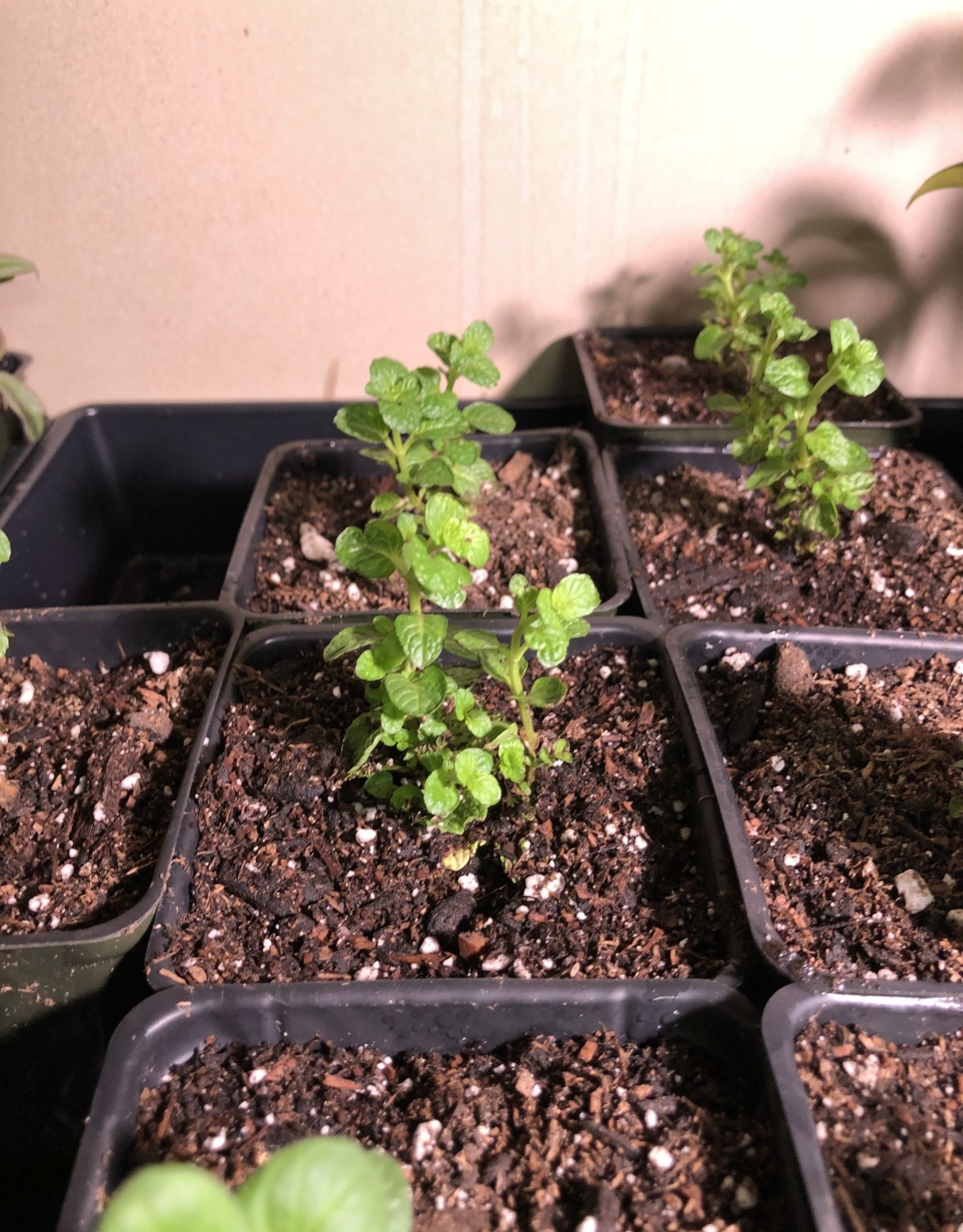 Mentha spicata -Spearmint 3.5in Mint plant